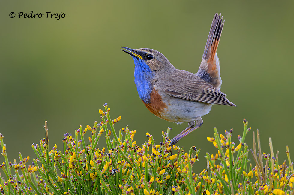 Pechiazul (Luscinia svecica)